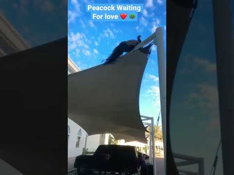 Peacock waiting for love ❤️🦚#shorts #peacock
