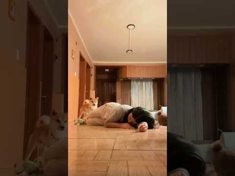 Dangao’s reaction 😂 Funny moments with my baby✨ #funny #dogshorts #dogmom
