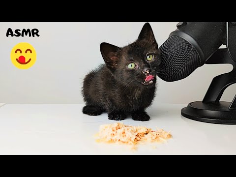 Kitten eating chicken fillet ASMR