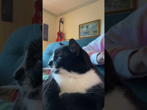 Cooper the Cat w Tijuana Brass #catshorts