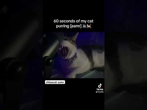 ASMR with my cat !! Taz will help you sleep💤  #asmr #asmrsounds #asmrvideo #cat #catvideos #sleep