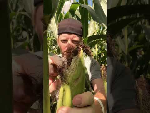 ASMR Corn Field Massage #asmr