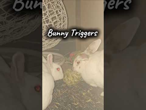 Watching from outside the bunny pit 🤣 #asmr #bunny