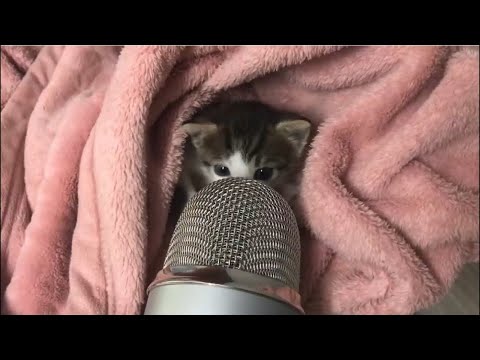 One Hour Kitty Asmr