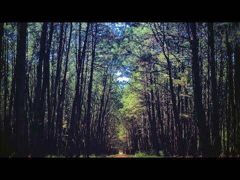 ASMR  " NA FLORESTA, SONS DE BOCA, FOLHAS E ÁRVORES 🌳🍃