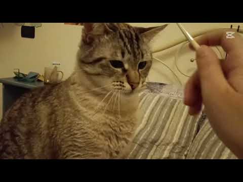 ASMR Excavation Kit #4 – Unearthing a Gingerbread Man....Again