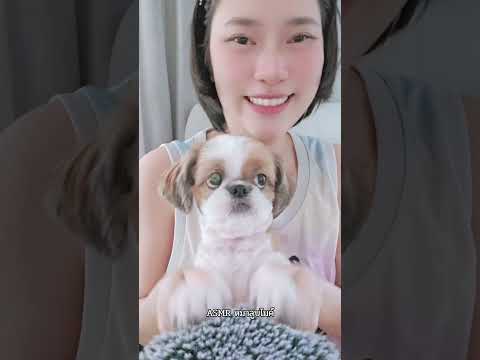 หมาลูบไมค์ #asmr