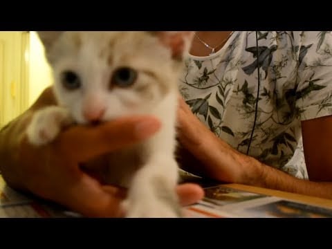 ASMR FR : Kitten mouth sounds + Ronronnements