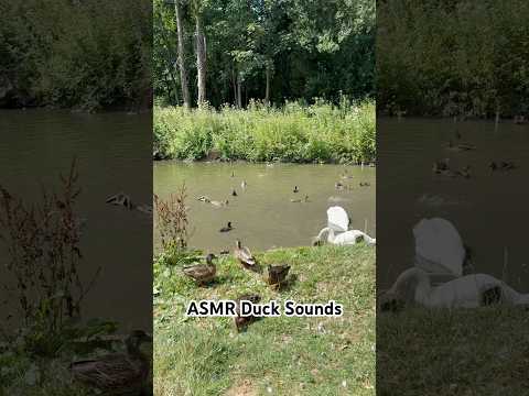 ASMR Ducks 🦆