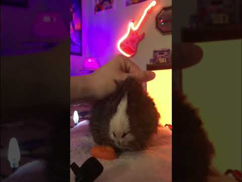 ASMR Mukbang Guinea Pig Edition #asmr #guineapig #mukbang #guineapigeating #carroteating #eatingshow