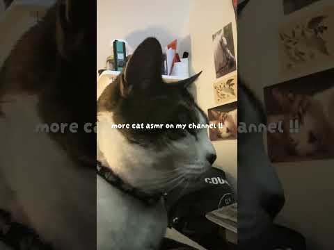 cat purring ASMR (volume up) full kitty vid soon #asmr #cat #cute #catpurring #relaxing #asmrshorts