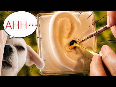 ASMR 이 귀청소… 좀 많이 시원합니다, SR3D (노토킹)