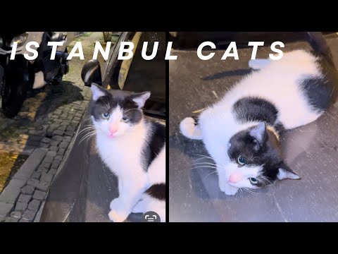 Istanbul CATS at midnight