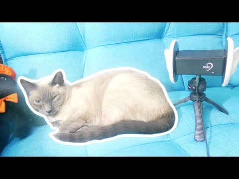 ASMR Whispering  Cat 🐱  Therapy For Sleep and Anxiety 3DIO BINAURAL ♡