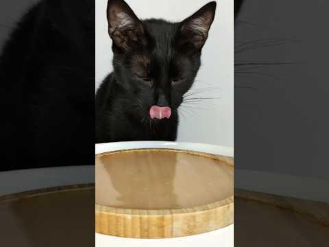 Cat Licking 👅 ASMR Mukbang