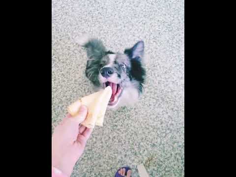 Балую своих волкодавов 🐺🐩❤🥞