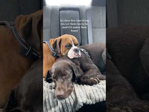 Seeing them happy is worth my car being full of mud:) #doglife #dogmom #chocolatelab #boxerdog