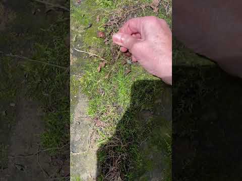 Picking Yellow Grass, Verdant Moss Soothes the Footsteps, Ancient Stones Stand True #asmroutdoor