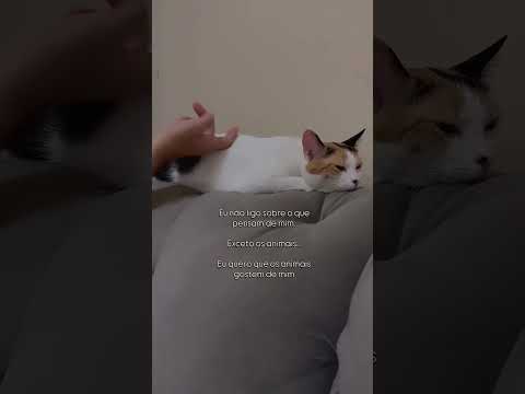 #fyp #gato #pets #dogs #cachorro #gateiraporamor  #cat #gatos #petsfofinhos