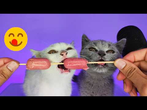 Cute Kittens Eating Sausage ASMR