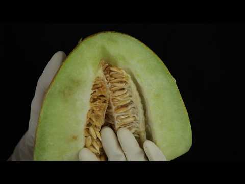 ASMR Slow and Gentle Hands Touching Juicy Fruit...