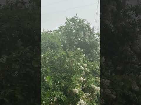Rain Sounds for Relaxing! #short