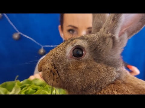 |Magyar ASMR| Trigger nyuszink bemutatkozik 🐇🐰