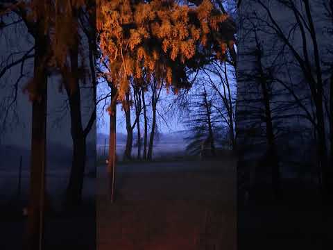 The first snow and an owl 🦉 #asmr