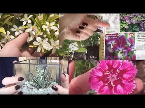 ASMR Flower Tingles