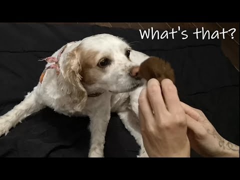 Funny ASMR on my dog / ASMR sur mon chien