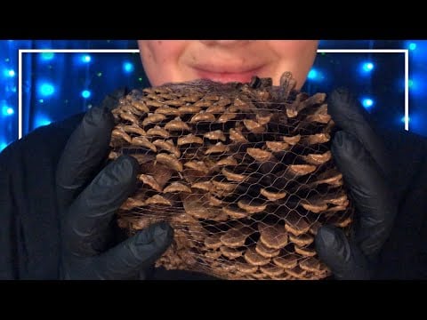 ASMR 40 Minute’s Pinecone Crinkle Sounds!! 🌲 (No Talking)