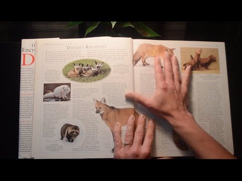Asmr - Dog Book Look Through - Softly Spoken