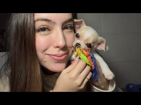ASMR- MINHA CHIHUAHUA VAI TE FAZER DORMIR ESSA NOITE! 