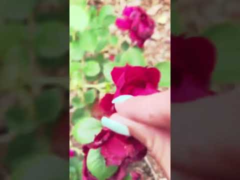 Rose Asmr #rose #asmr #mouthsounds #visualasmr #shaking #fastandaggressiveasmr