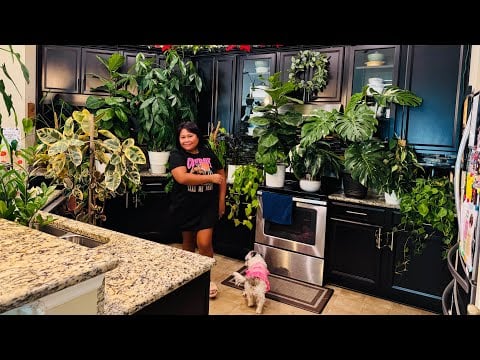 ASMR | Dusting - Cleaning My Indoor Plants Collection, Water Spray Sound,  Whispering While Wiping 🤣