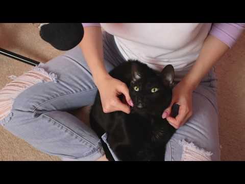 Pampering Dawn the Black Cat (ASMR soft spoken, heavy purring)