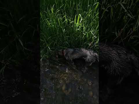 #dog