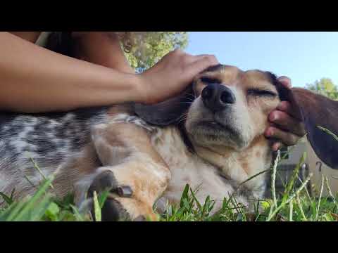 ASMR | Outdoors w/ my dog 🐶 (SOOTHING NATURE SOUNDS)