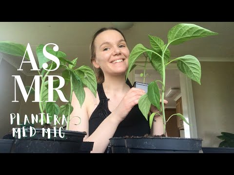 ASMR på svenska - Slappna av med mig när jag planterar (Lo-fi) 🥰🌱