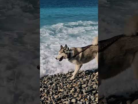 nice vlog ❤️ #nice #travel #explorenow #summer #frenchriviera #france #monaco #reels #beach #husky