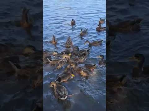 lofi unintentional asmr feeding the ducks #walk #outdoor #ducks #swans #natureasmr #asmr #relax