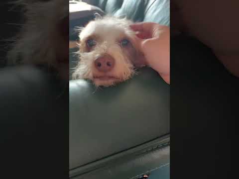 ASMR On My Dog! #asmrtingles #asmrtriggers #asmrwhispering