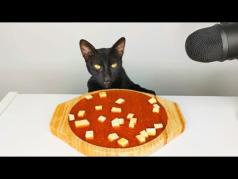 Cat eating Soup ASMR