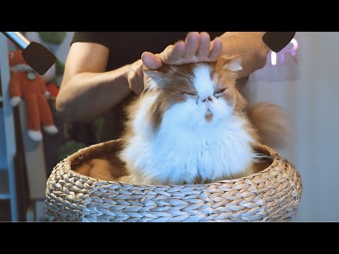 ASMR PUR | CE BROSSAGE DE CHAT FAIT BUGUER TON CERVEAU 😴🐱