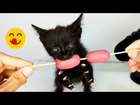 Kitten eating Sausage ASMR [ Part 3 ]