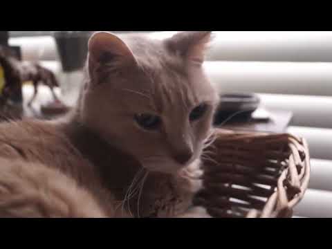ASMR Moving/Adjusting the camera 6 (no talking)