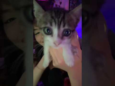 Anı kalsın istedim 🥲 #asmr #asmrshorts #asmrpurring #asmrcat