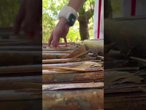 chaotic fast ASMR nature sounds tapping scratching #asmr #asmrshorts #asmrsounds #shorts