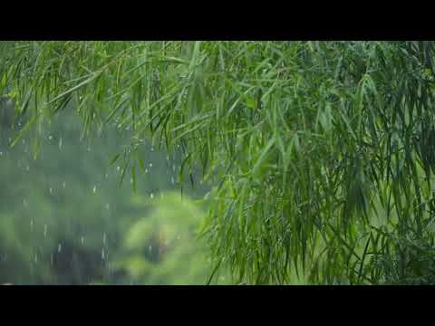 Rain Sounds for Sleep and Relaxation ASMR