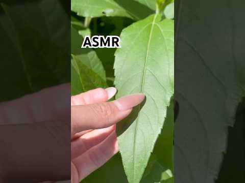 ASMR on the street • АСМР на улице #асмр #asmr